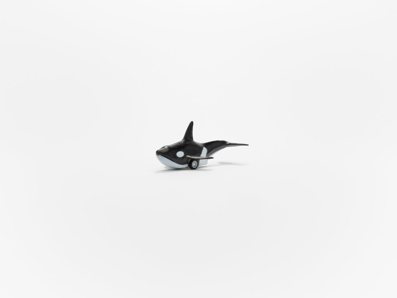 Feline Racerz Replica Racerz Orca – The Natural History Museum